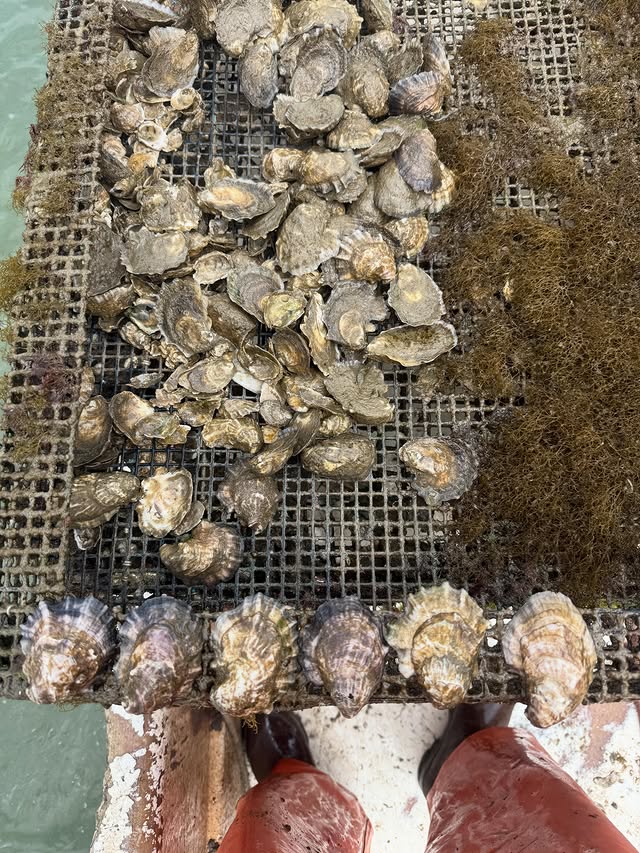 Revival Oysters